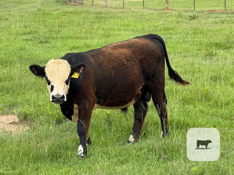 Cattle Range Listing Photo