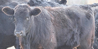 120	Angus & Black Baldy Rep. Heifers... E. Central OK