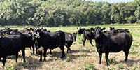 41 Angus & BWF Cows... Southwest MO