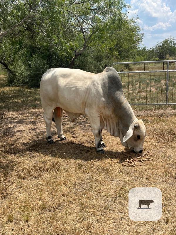 Cattle Range Listing Photo