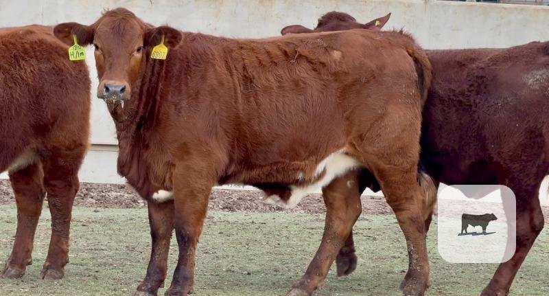 Cattle Range Listing Photo