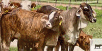 60 Tigerstripe & Chocolate Braford Rep. Heifers... Central TX