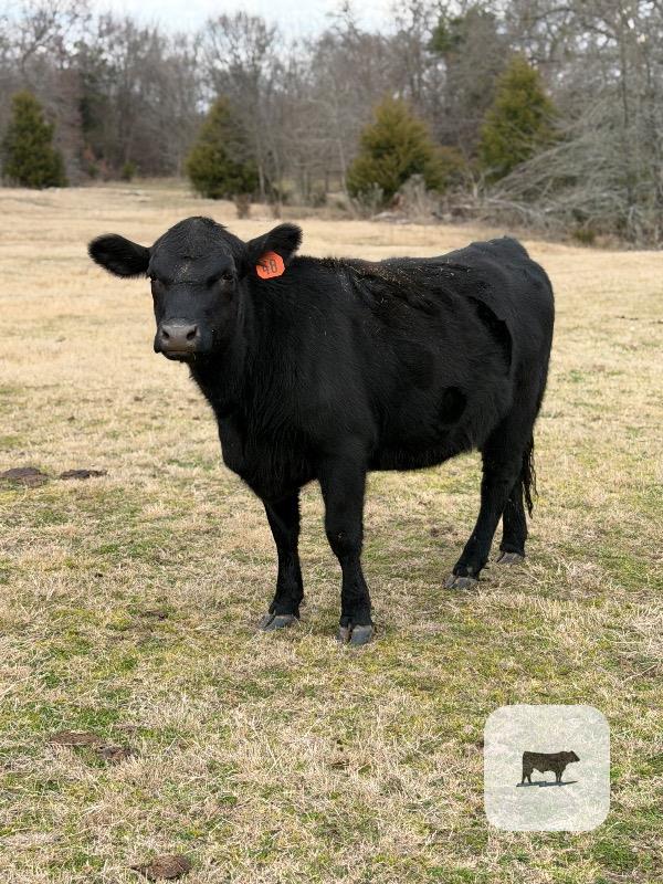 Cattle Range Listing Photo