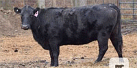 90 Angus Cows w/ 8+ Calves... E. Central OK