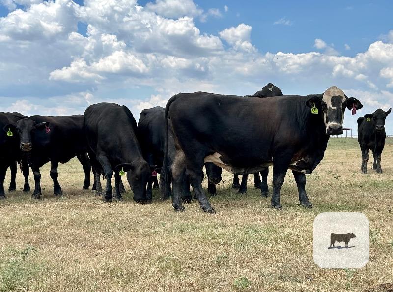 Cattle Range Listing Photo