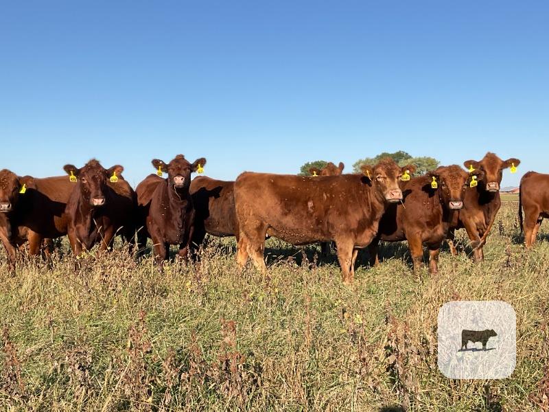 Cattle Range Listing Photo