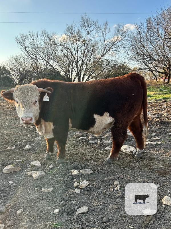 Cattle Range Listing Photo