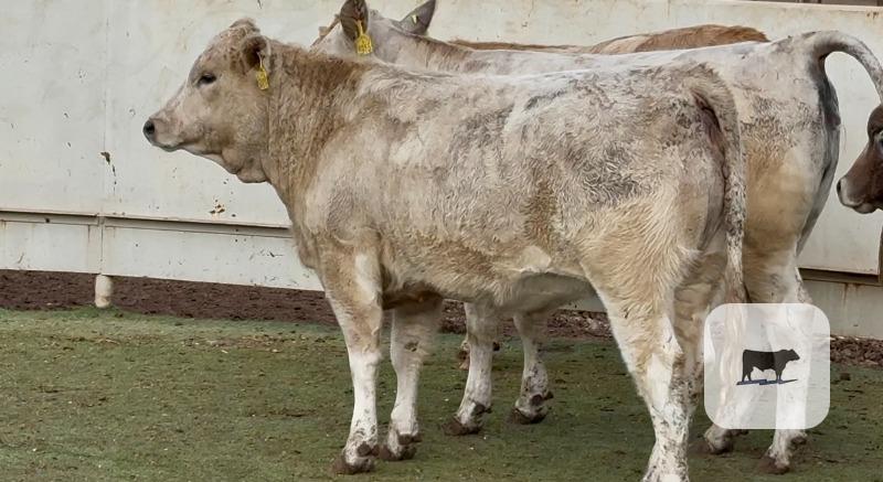 Cattle Range Listing Photo