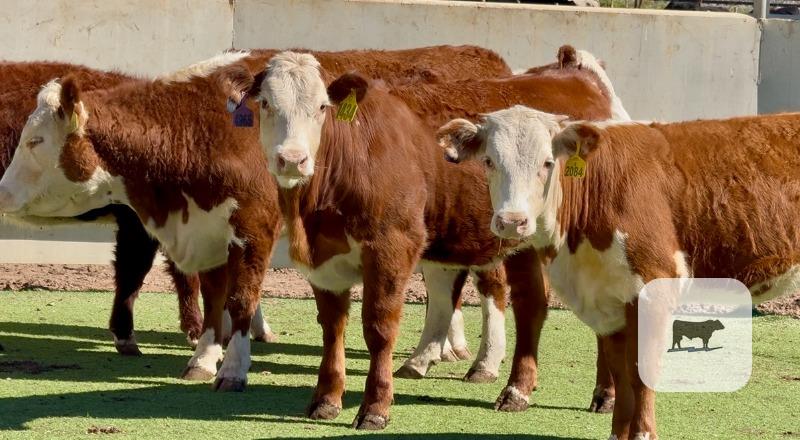 Cattle Range Listing Photo