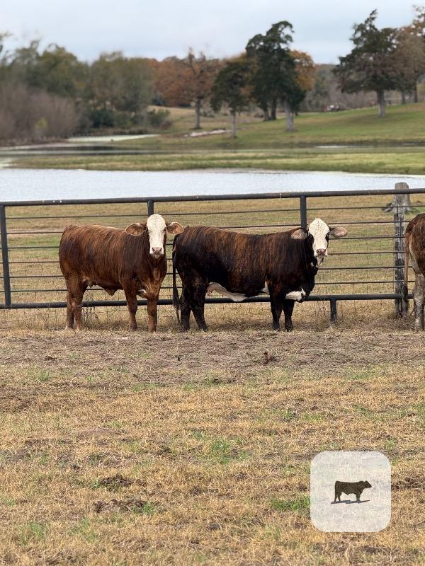 Cattle Range Listing Photo