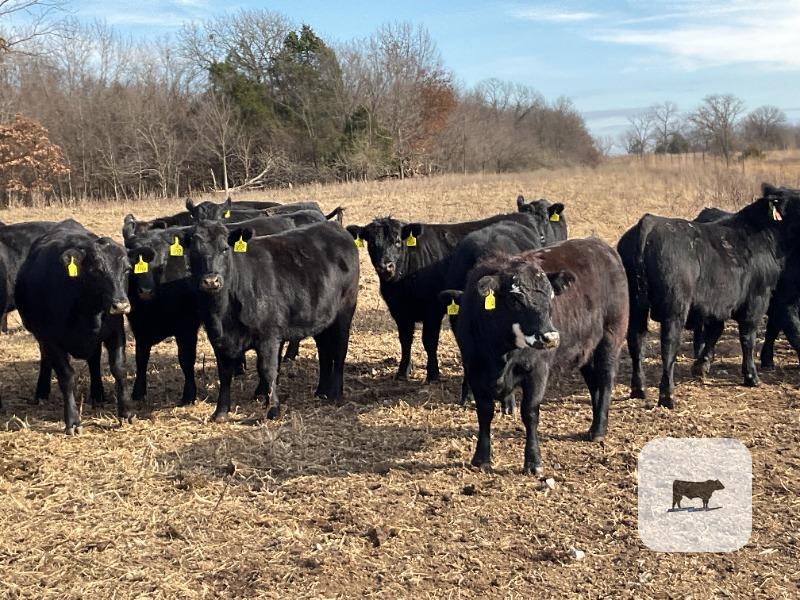 Cattle Range Listing Photo