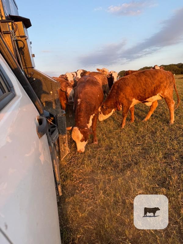 Cattle Range Listing Photo 2