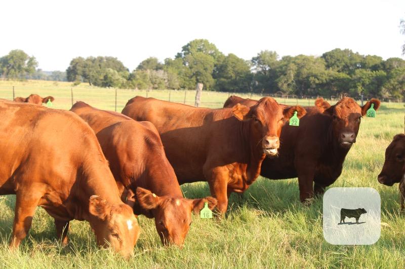 Cattle Range Listing Photo
