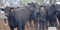 50 Angus Bred Heifers... E. Central OK