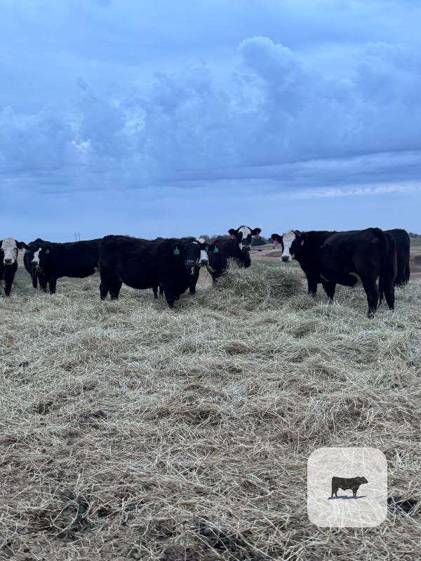 Cattle Range Listing Photo