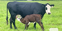 2 Angus Cross 'BWF' 2nd-Calf Pairs... Northeast TX