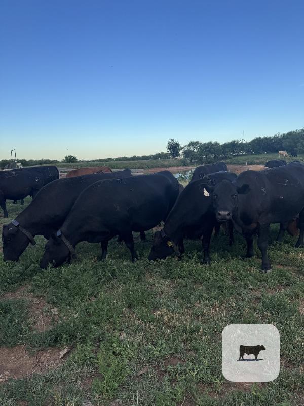 Cattle Range Listing Photo