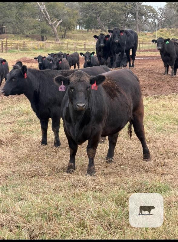 Cattle Range Listing Photo 3