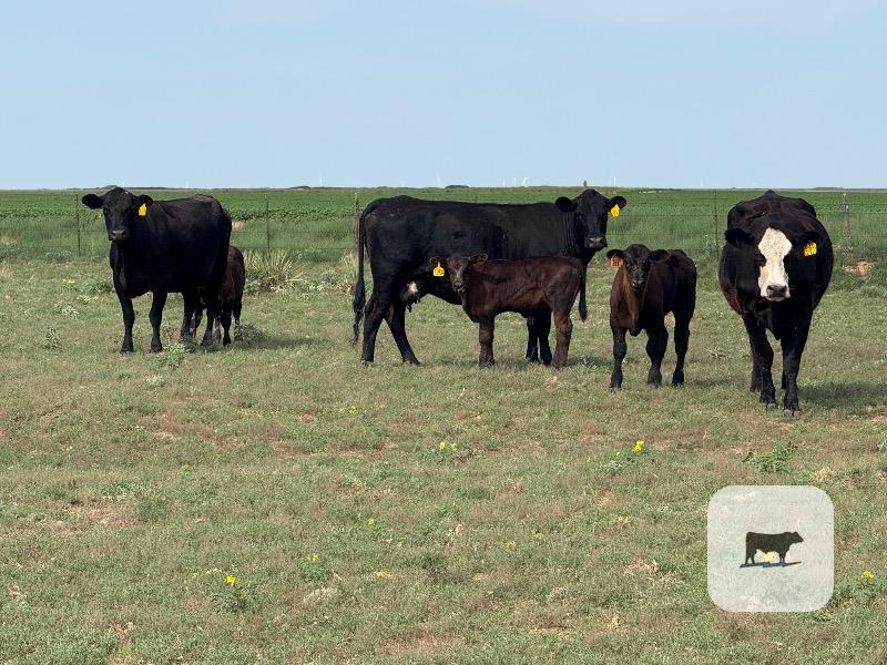 Cattle Range Listing Photo