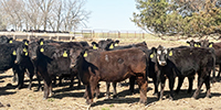 70 Angus & BWF Rep. Heifers... Southwest MO