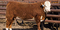 30 Hereford Bulls... Southwest MO