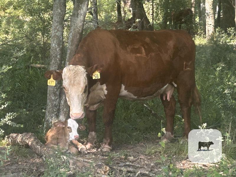 Cattle Range Listing Photo
