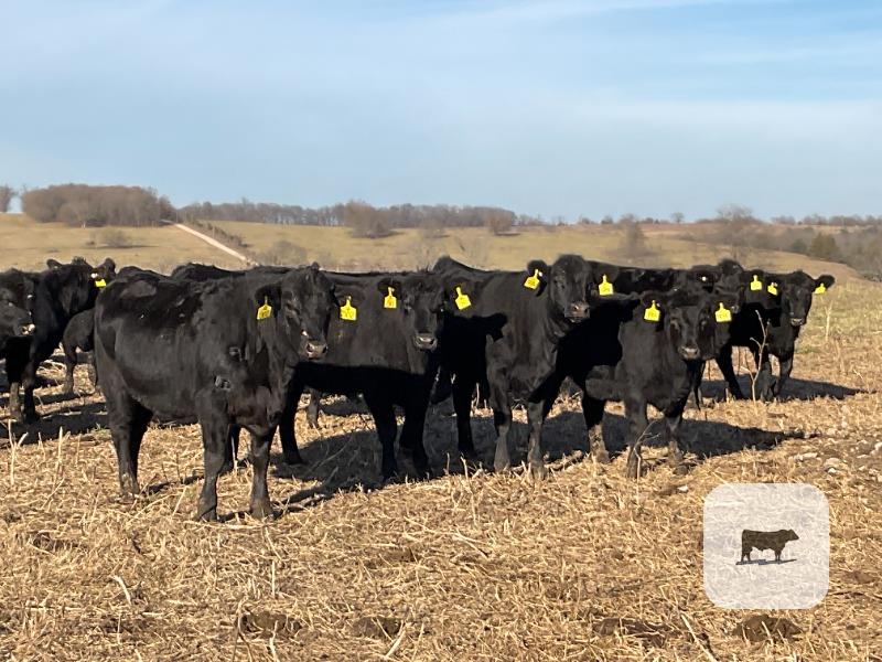 Cattle Range Listing Photo