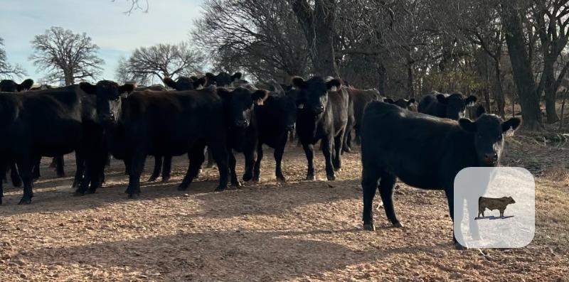 Cattle Range Listing Photo
