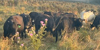 42 Angus & Charolais Cross Cows... E. Central MO
