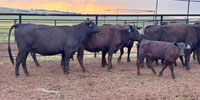 8 Angus 1st-Calf Pairs... Central OK