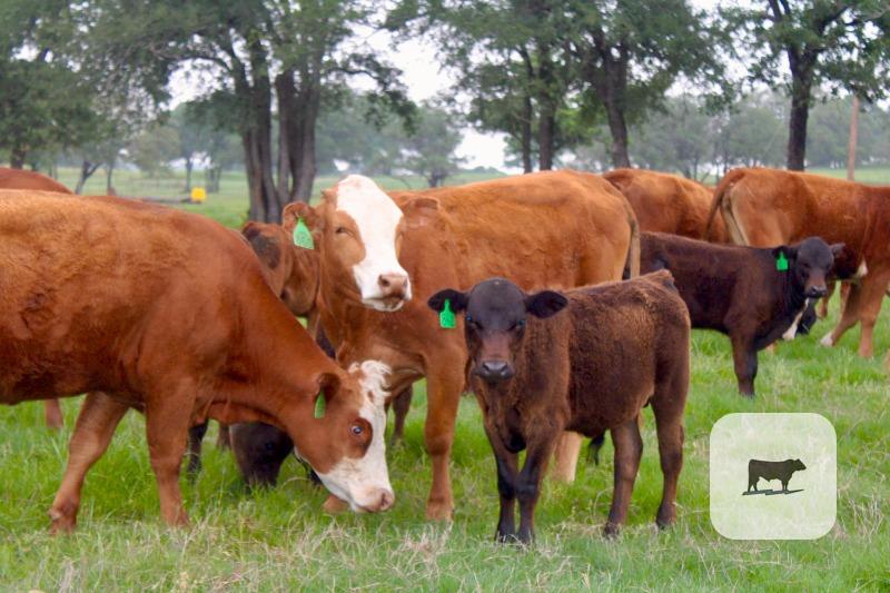 Cattle Range Listing Photo