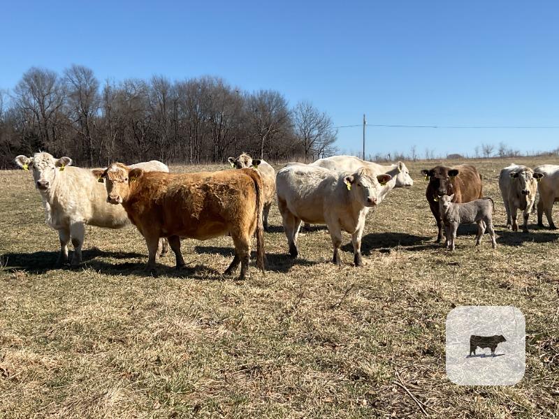 Cattle Range Listing Photo