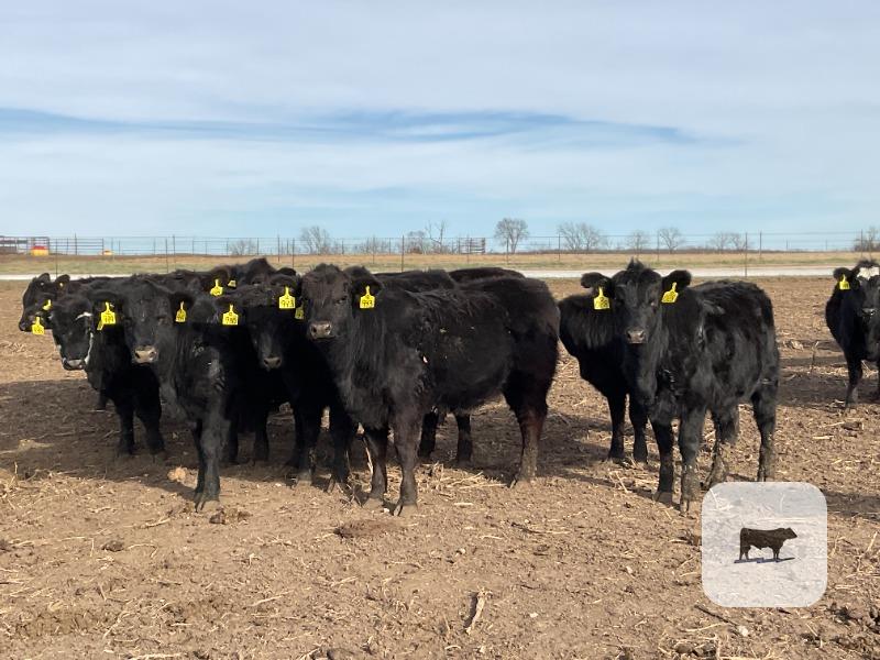 Cattle Range Listing Photo