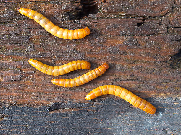 Additional New World Screwworm (NWS) Cases Reported in TX