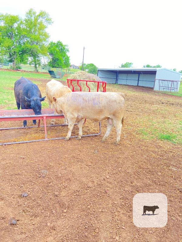Cattle Range Listing Photo
