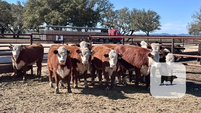 Cattle Range Listing Photo