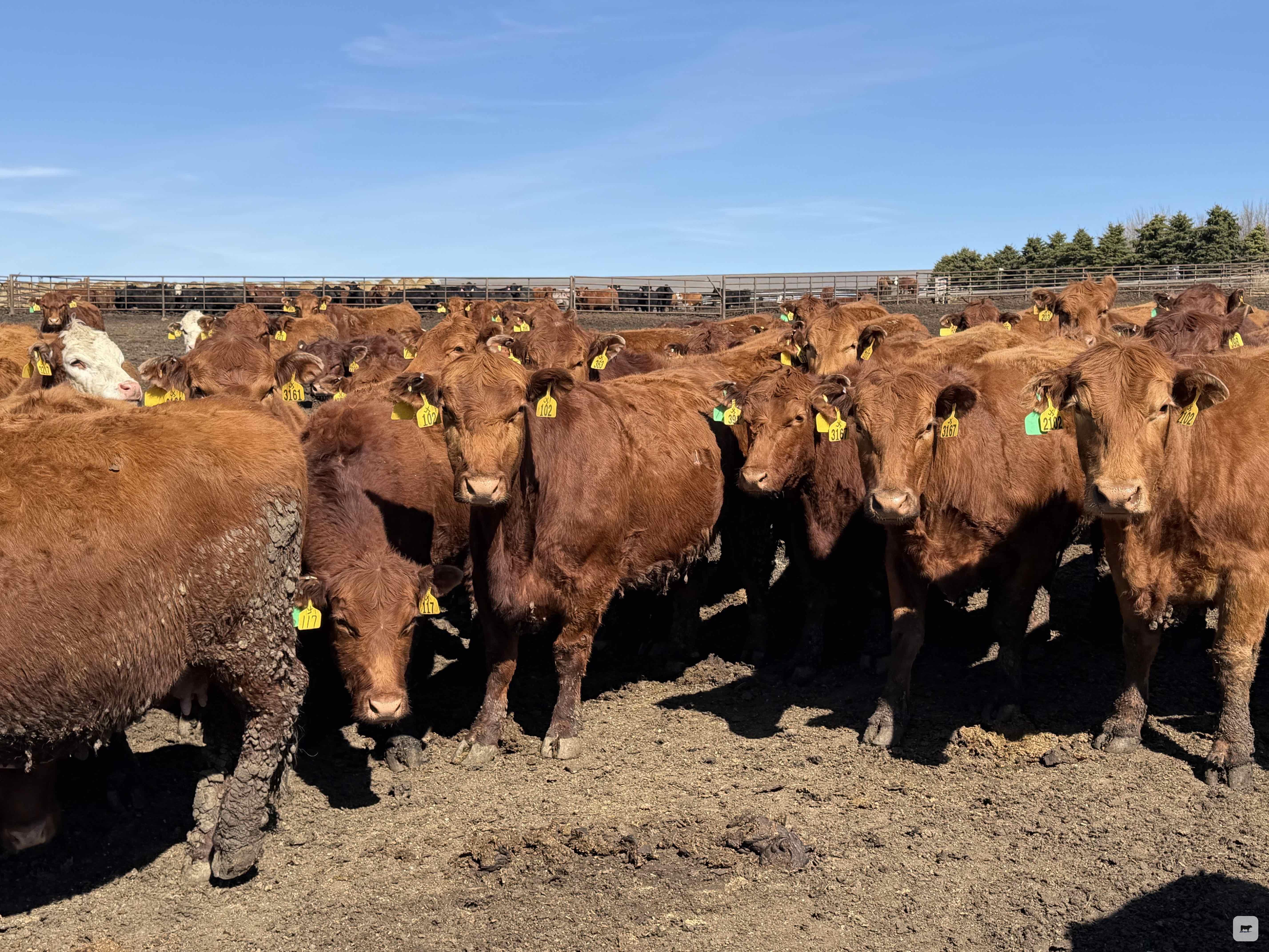 Cattle Range Listing Photo