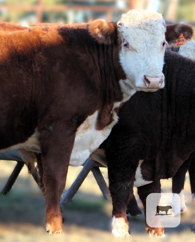 Cattle Range Listing Photo