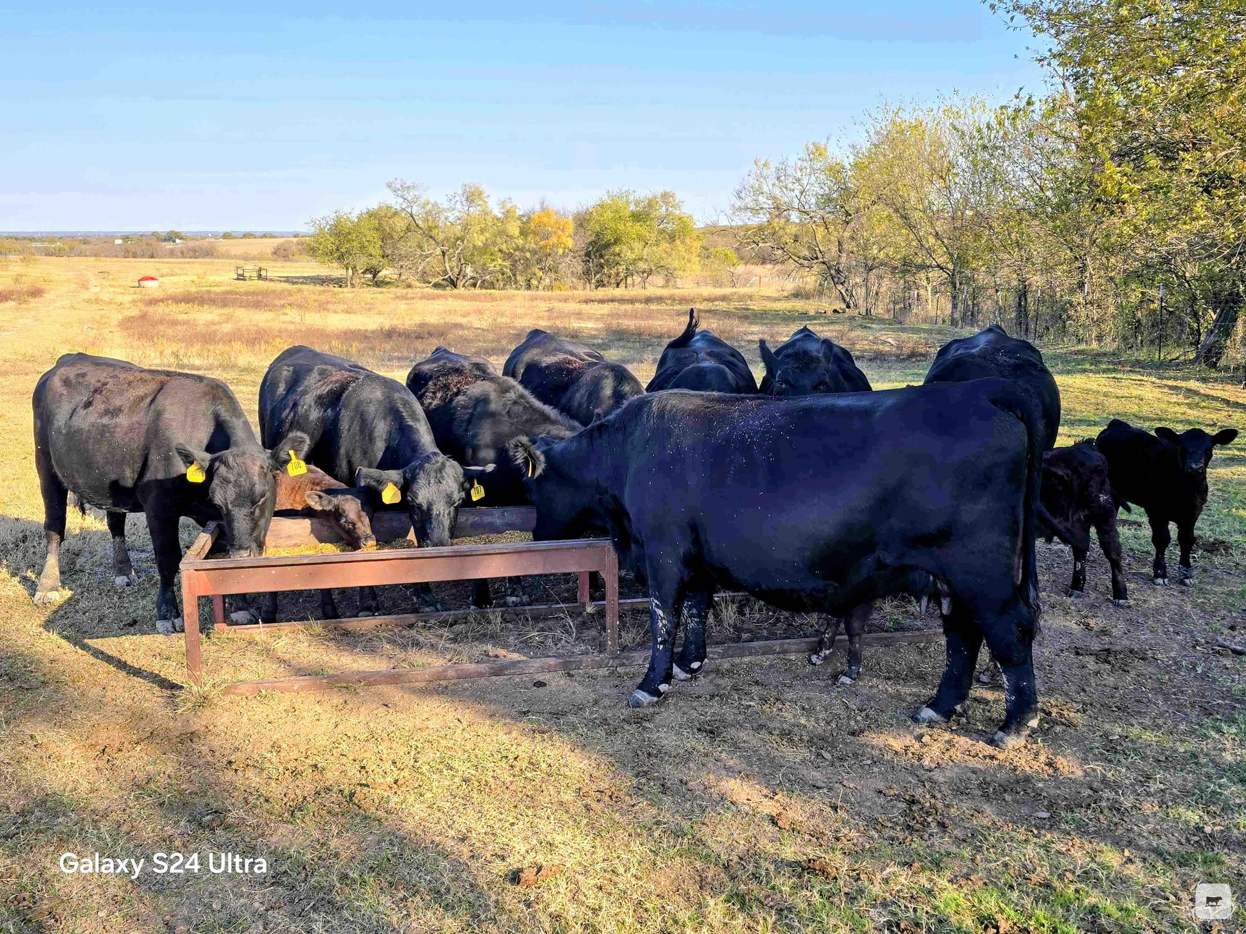 Cattle Range Listing Photo