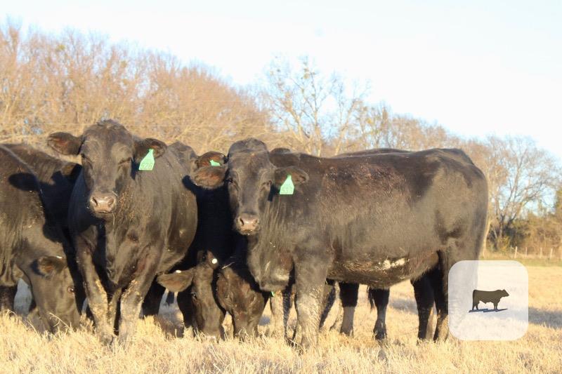 Cattle Range Listing Photo