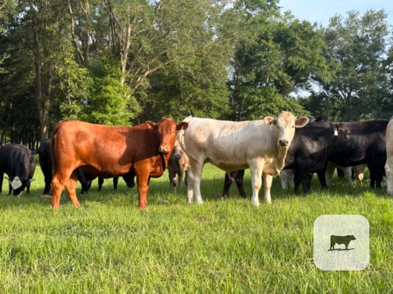 Cattle Range Listing Photo