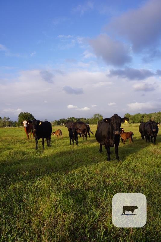 Cattle Range Listing Photo