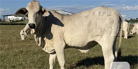 1 Reg. Brahman Rep. Heifer... Southeast TX