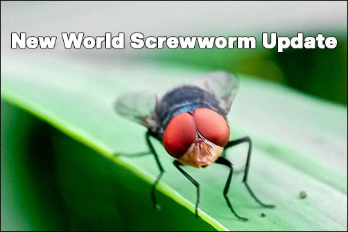 New Screwworm Detections as of June 21st