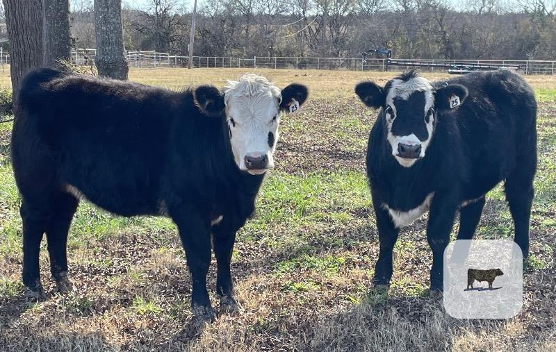 Cattle Range Listing Photo