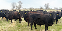 40 Angus & Black Baldy Cows... SW Missouri