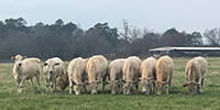 10 Charolais Cross Rep. Heifers... Northeast TX