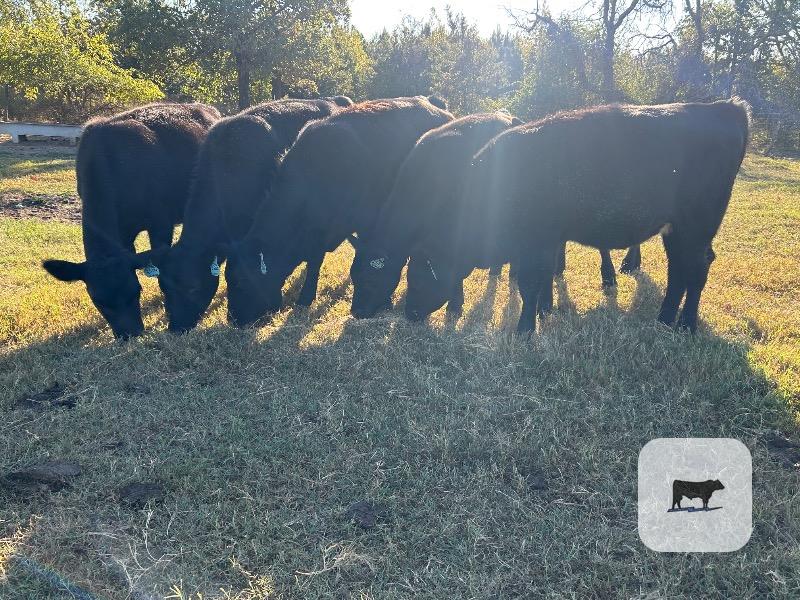 Cattle Range Listing Photo 3