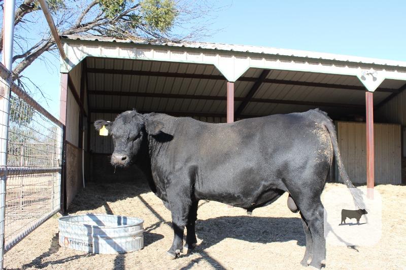 Cattle Range Listing Photo