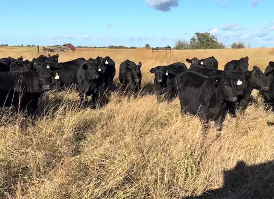 Cattle Range Listing Photo 2